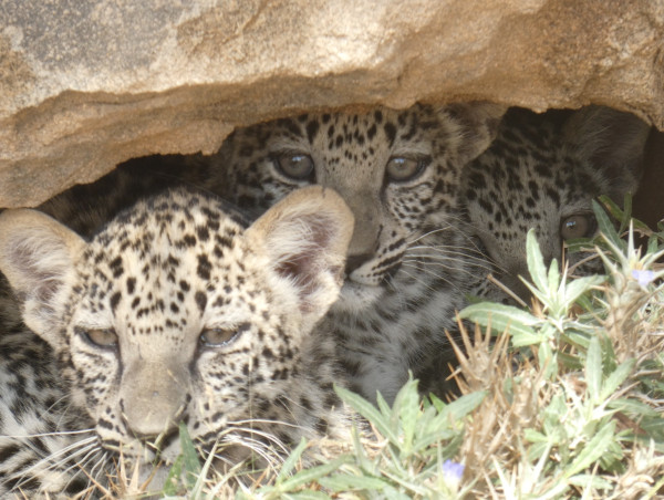  International Arabian Leopard Day: A Milestone in Safeguarding the Future of This Endangered Subspecies 