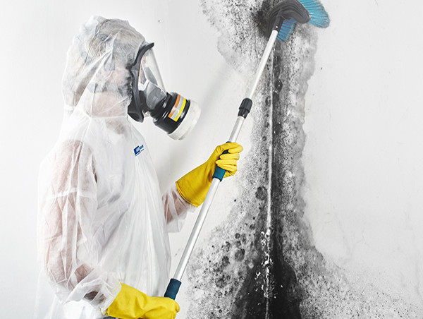  Mold Remediation Service Market Projected To Witness Substantial Growth, 2025-2032 | 911 Restoration, ADU (All Dry USA) 