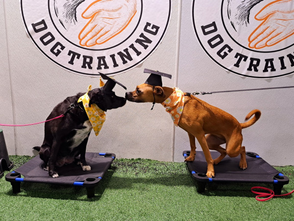  Leading Family-Owned Dog Training Center Transforms Challenging Behaviors into Joyful Bonds 