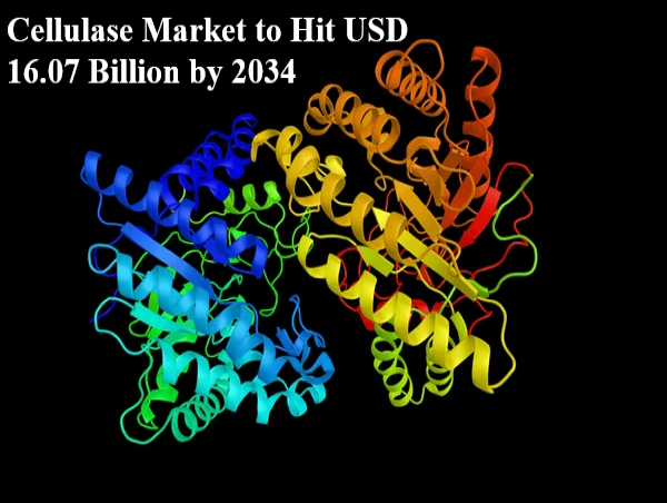  Cellulase Market is Projected to Hit USD 16.07 Billion by 2034, at a CAGR of 8.43% 