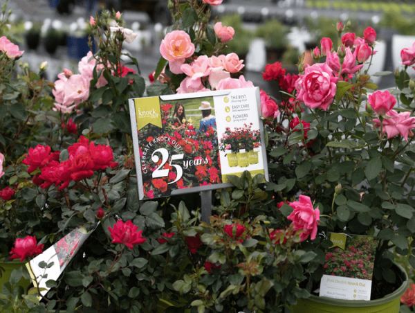  Celebrating 25 Years of the Knock Out® Rose: A Revolution in Gardening 