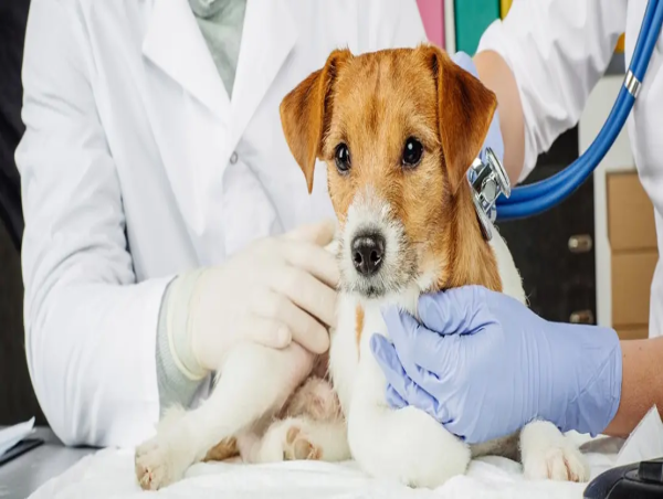  Veterinary Healthcare Market to Set Remarkable Growth by 2032 | IDEXX Laboratories, Ceva SantE Animale, BioMérieux SA 