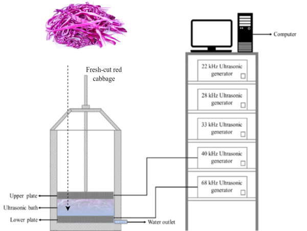  Ultrasound promotes phenolic synthesis in fresh-cut red cabbages via high energy levels. 