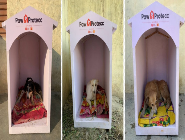  Mars Petcare and Swiggy Instamart Expand Efforts to Provide Winter Shelters for Community Dogs 