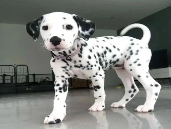  Spotted Dalmatian Pups Expands Ethical Breeding Program to Meet Growing Demand for Well-Socialized Dalmatian Puppies 