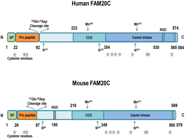  New Research Identifies FAM20C as a Critical Protein Kinase in Cancer Progression and Disease Mechanisms 