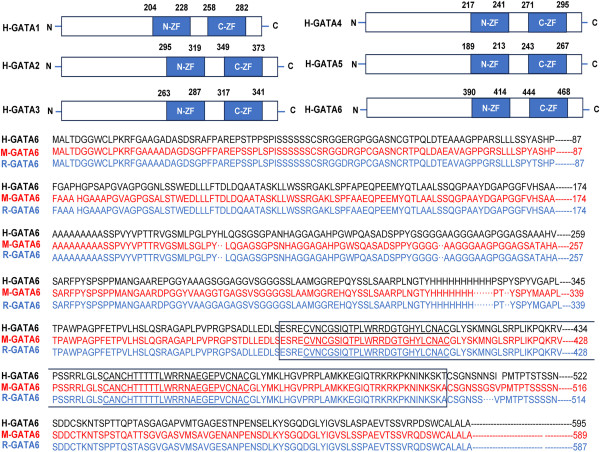  GATA6 Identified as a Key Factor in Pancreatic Cancer and a Potential Therapeutic Target 