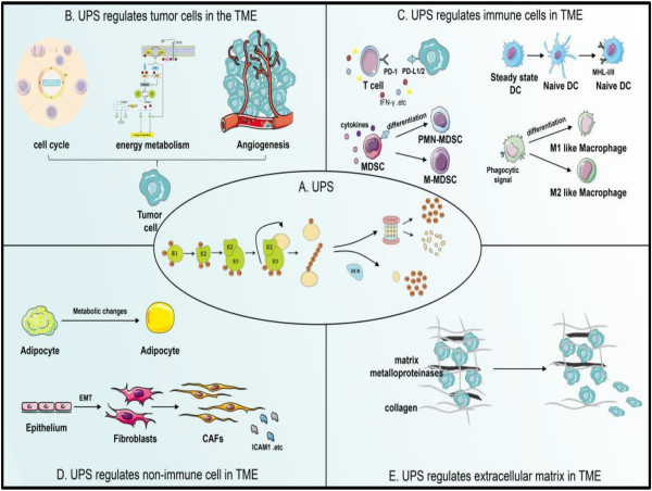  Unveiling the Role of the Ubiquitin-Proteasome System in Cancer Progression and the Tumor Microenvironment 