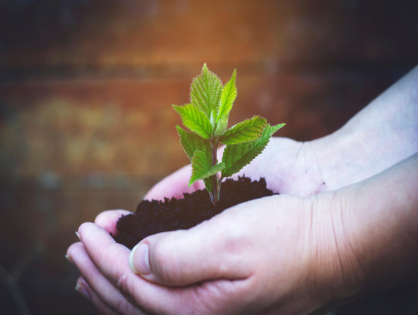  Craters & Freighters: Driving Sustainability Through Tree Planting 
