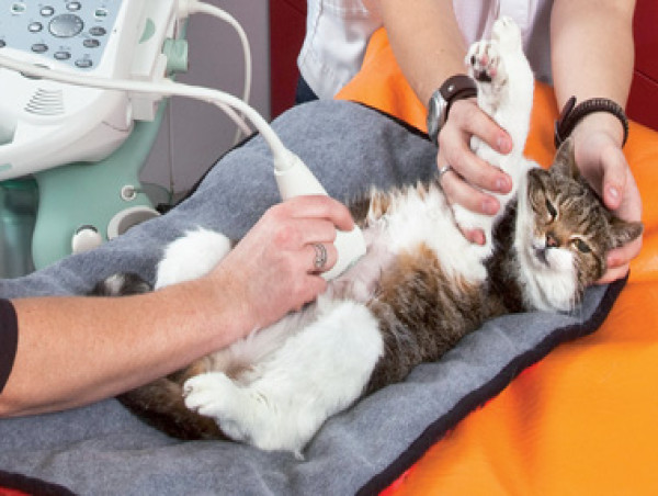  Veterinary Ultrasound Market Witnessing Strong Demand |Key Trends & Future Outlook: IDEXX, Esaote SpA, Mars Incorporated 