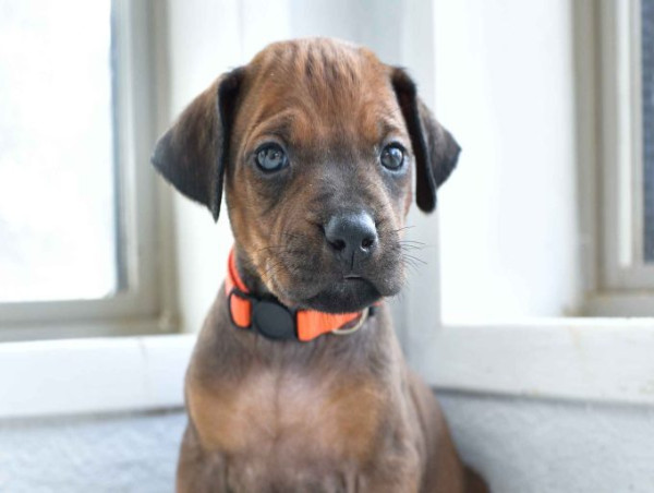  Rhodesian Ridgeback Breeder Provides Rhodesian Ridgeback Puppies leveraging technology 