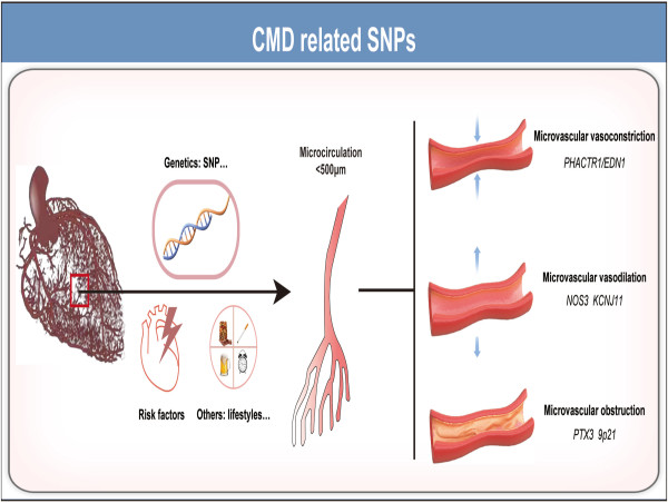 The Role of Single Nucleotide Polymorphisms in Coronary Microvascular Dysfunction