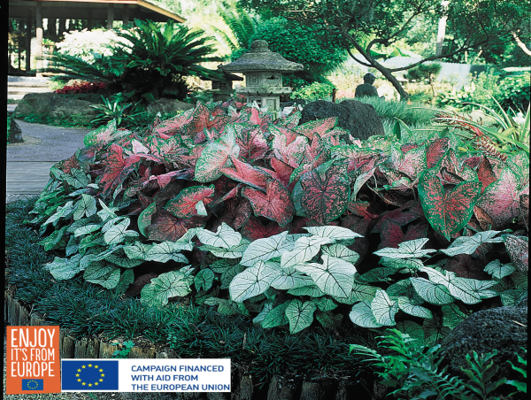  The National Garden Bureau Has Named Caladium the 2025 Bulb of the Year 