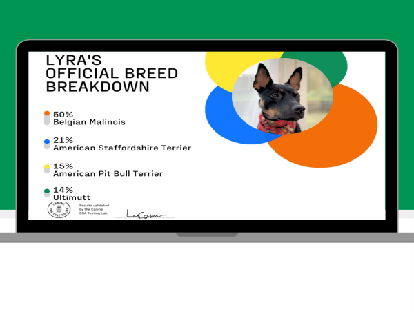 DNA My Dog Leads the Pack in 2025's Best Dog DNA Tests
