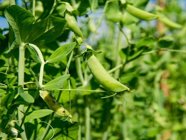  Field Peas Market Size to Reach USD 4.5 billion Growing at 3.3% CAGR Exactitude Consultancy 