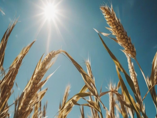  India’s wheat harvest faces climate threat as temperatures rise 