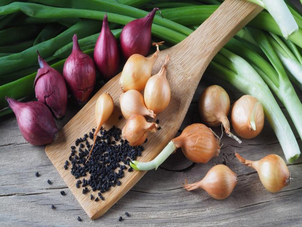  Onion Seeds Market Projected To Witness Massive Growth, 2025-2032 | Limagrain, Namdhari Seeds Pvt. Ltd 