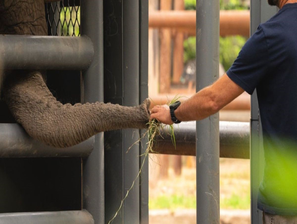 Global Sanctuary for Elephants Pauses Pupy’s Relocation, Upholding Its Elephant-First Philosophy