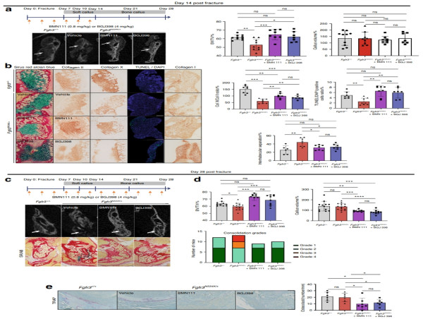 Unlocking bone repair: FGFR antagonists restore mandibular bone repair in osteochondrodysplasia