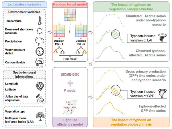  Innovative framework for quantifying direct typhoon impacts on vegetation 