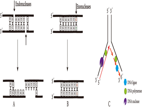  Unlocking the Power of DNA Exonucleases and Endonucleases in Immunity 