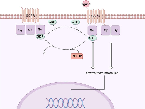  RGS12: A Key Regulator in Tissue Repair and Human Health 