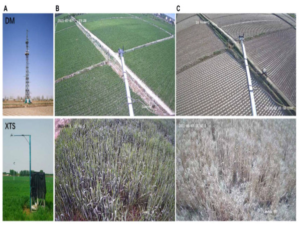 Advancing SIF algorithms: unlocking the dynamics of photosynthesis