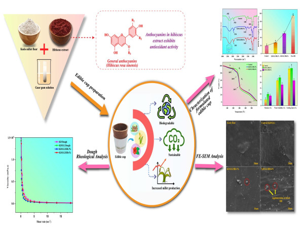  Researchers from IIT Roorkee have developed Kodo Millet-Based Functional Edible Cups for Sustainable Packaging 