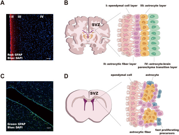  The Subventricular Zone: A Key to Unlocking Neurological Treatments 