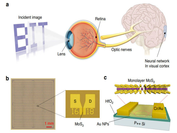  MoS2-based optoelectronic synapses array: the future of neuromorphic computing 