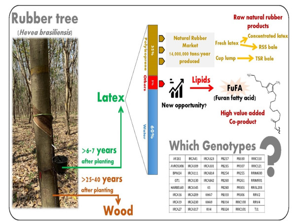 New Research Sheds Light on Furan Fatty Acids in Rubber Tree Latex
