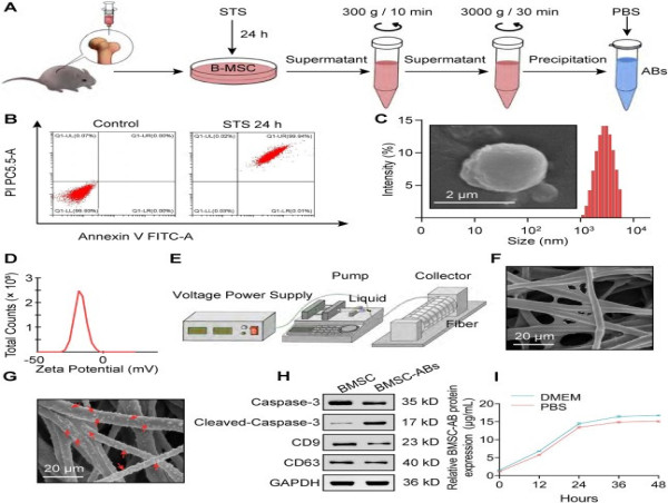  Apoptotic Vesicles Loaded Fibrous Scaffolds Promote Wound Healing 