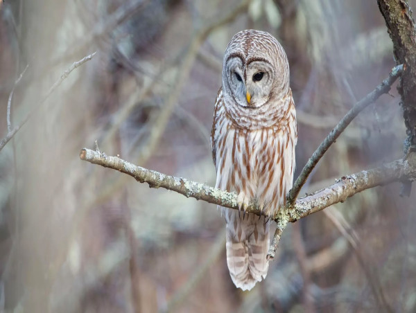Republican and Democratic Lawmakers Call on Interior Secretary to Nix Barred Owl Kill Plan