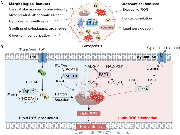 Traditional Chinese Medicine Unlocks New Potential in Treating Diseases Through Ferroptosis Regulation