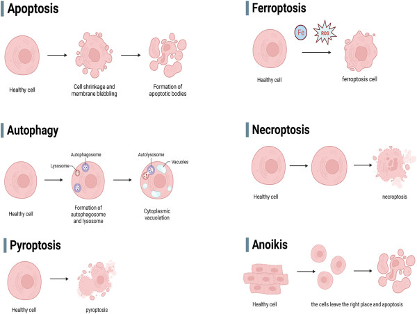 New Avenues in Breast Cancer Treatment: The Role of Ubiquitin-Specific Proteases in Programmed Cell Death