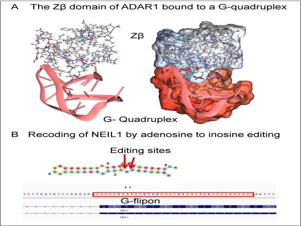 G-Flipons promise to improve the therapeutic efficacy of RNA editing