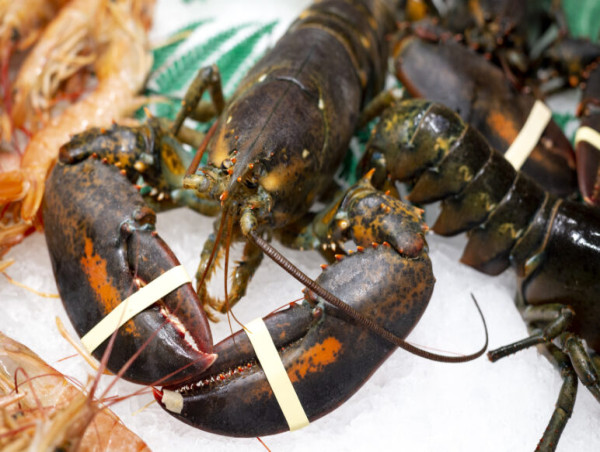  Supermarkets Act On Lobster Cruelty But Major Brands Still Allow Suffering 