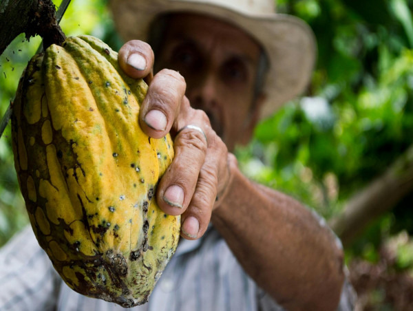  Why cocoa price volatility may persist despite surplus forecast 