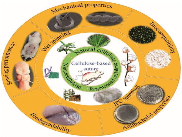  Advancing Surgical Sutures: The Promise of Cellulose-Based Materials 