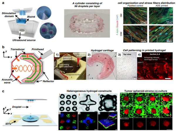  From sound to structure: how acoustic technologies are shaping the future of tissue engineering 