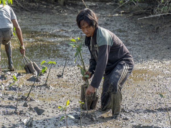  Let's Not Forget Mangroves This World Forest Day 