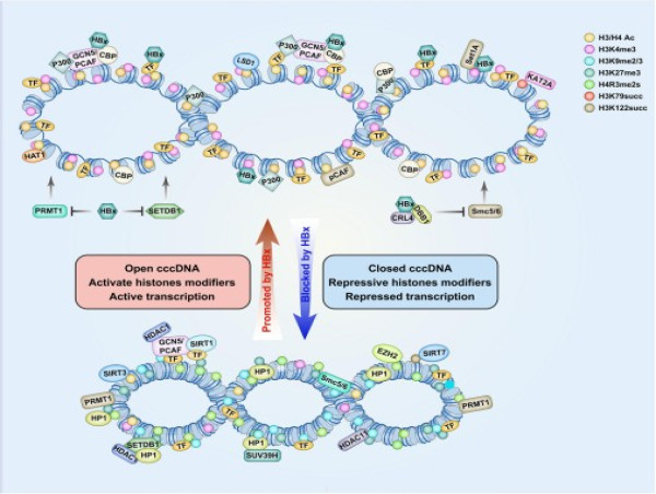 Unlocking the secrets of HBV: new hope for chronic hepatitis B cure