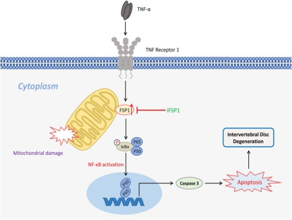 New study reveals key protein's role in spinal disc degeneration
