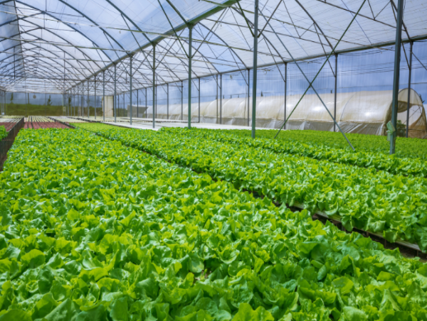  Evfarmer Announces Partnership with Lettuce Farms in Salinas Valley, USA 