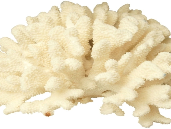 Rising Health Awareness Drives Demand in the Coral Calcium Market
