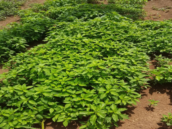 CLIMATE-SMART AGRICULTURE PLATFORM to REVOLUTIONIZE FARMING in WEST AFRICA LAUNCHES CROWDFUNDING CAMPAIGN on INDIEGOGO