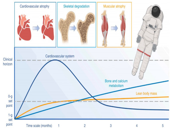  How Flexible Wearables Protect Astronauts' Health in Space 