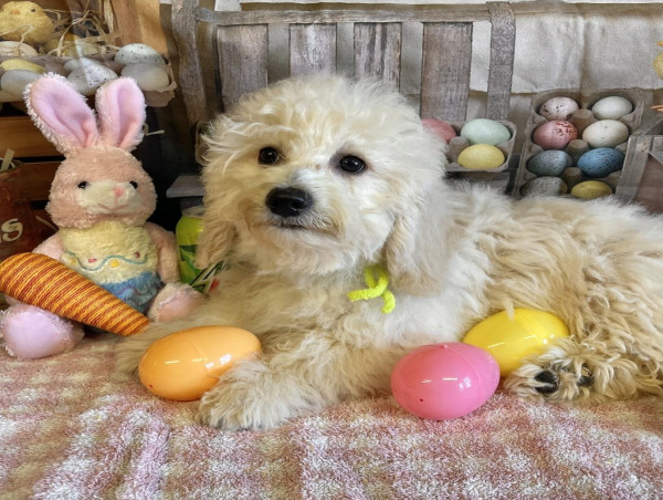  Mini Goldendoodle, Labradoodle, Spoodle & Cavapoo Puppies with a Focus on Health 