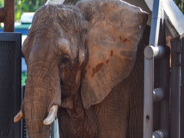 After 30 Years in Captivity, Pupy the Elephant Begins Her New Life at Elephant Sanctuary Brazil