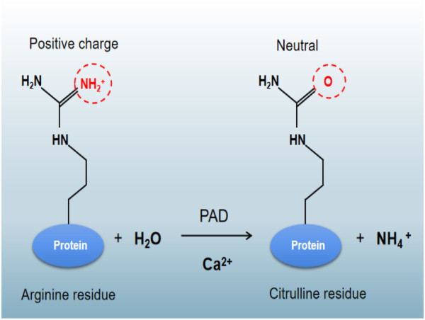 The Emerging Role of Citrullination in Gene Control and Therapeutic Innovation
